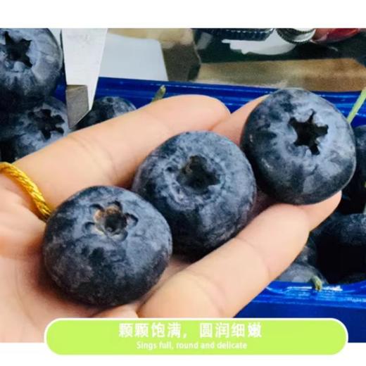 巨无霸蓝莓24+ 商品图2