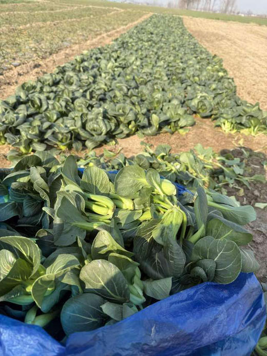 霜打趴地有机菜，每年这个季节才有，个头矮小，口感清甜鲜！产量不高，市面上很难买到！ 商品图3