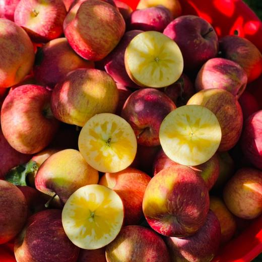 【高原冰糖心丑苹果】具有独特的冰糖甜和脆酥口感 商品图1