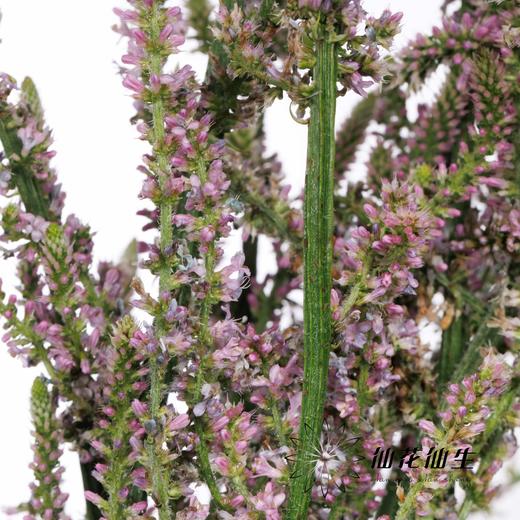 配花 | 丘比特 商品图3