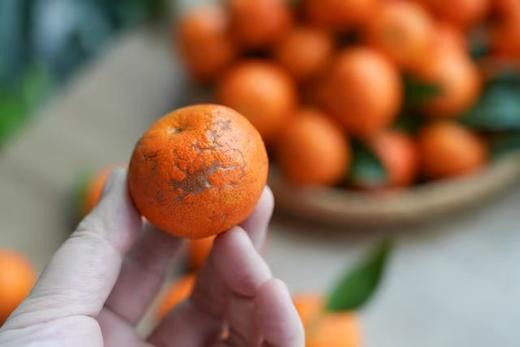 【10号晚24点截单 漓江砂糖橘】沙糖桔自然生长 有花皮 不打甜蜜素 无催熟剂 无染色打蜡 沙糖桔口感细腻 味清甜 商品图4