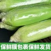 【果粒香甜】金银双色水果玉米 净重3/5斤 单果300g+ 颗粒饱满鲜嫩多汁 商品缩略图2