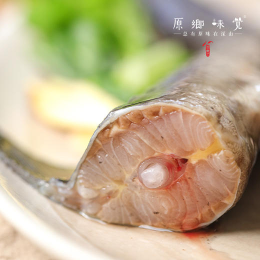 生态鲟龙鱼（基地直发-顺丰空运）|多种规格，来自广州韶关，生产者：广东瓢虫【合作生产，公平贸易】 商品图9