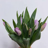 郁金香.糖果王子25公分（浅紫色） 商品缩略图1