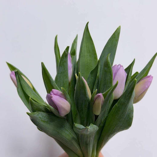 郁金香.糖果王子25公分（浅紫色） 商品图1