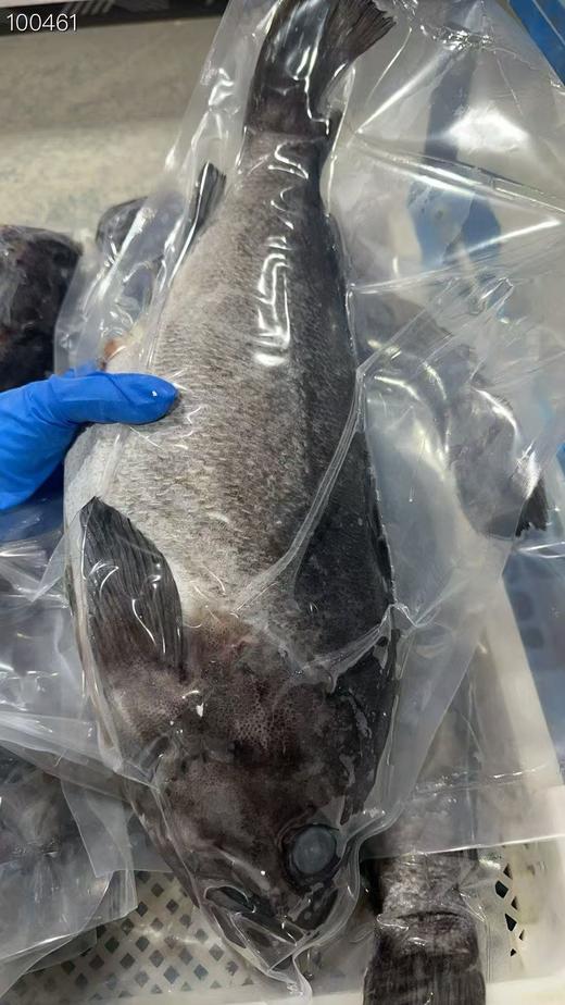 大连野生海捕船冻黑鱼，新鲜度特好。做水煮鱼，炖，红烧，煲汤，可鲜了，营养价值特别丰富。3-4斤/条。东三省包邮。 商品图2