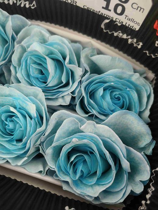 厄瓜多尔进口染色玫瑰花AQUA MARINA海洋之水10支 商品图1