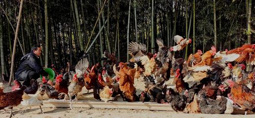 两件8折 | 桐庐莪山金奖鸡蛋 黑鸡蛋/绿壳蛋/茶香蛋 商品图14