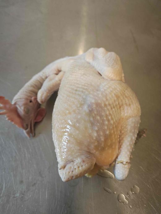 老母鸡（适合煲汤）/大公鸡（适合红烧）～净田社山林自由放养 商品图13