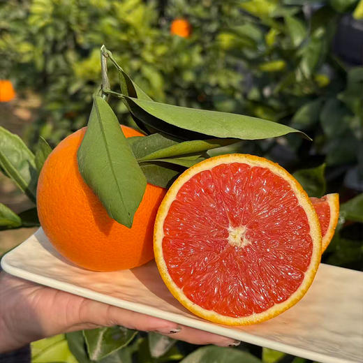 【下单5斤装加赠2斤】新鲜水果 果肉红润 中华红血橙/九月红脐橙 大果70mm-75mm  5斤装/9斤礼盒装  商品图4