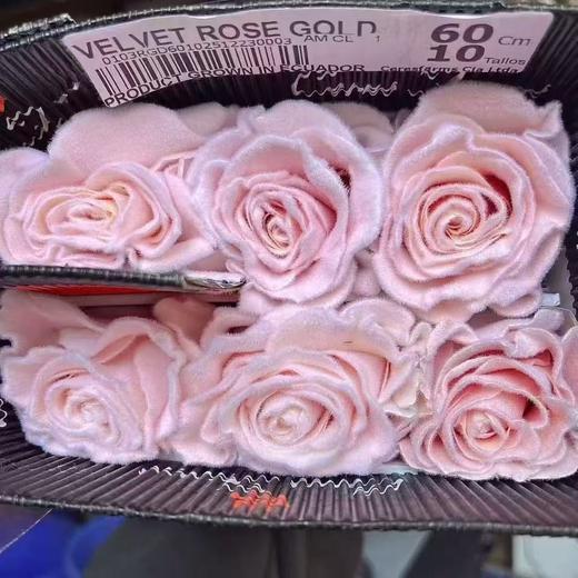 厄瓜多尔进口染色玫瑰花velvet rose gold粉色天鹅绒10支 商品图0