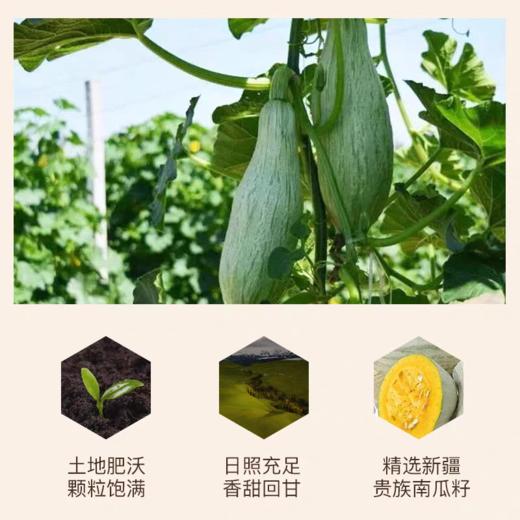 硕果田间·黄金美人甲南瓜子｜薛记同款，新疆阿勒泰原产，2000小时日照+天山雪水灌溉 ，10斤精选1斤，层层严选 商品图2