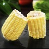 【果粒香甜】金银双色水果玉米 净重3/5斤 单果300g+ 颗粒饱满鲜嫩多汁 商品缩略图3