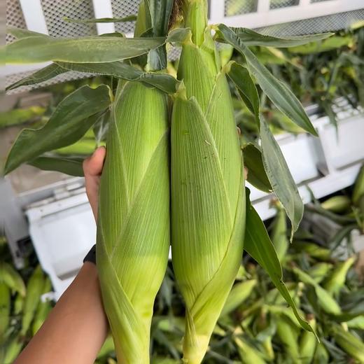 【果粒香甜】金银双色水果玉米 净重3/5斤 单果300g+ 颗粒饱满鲜嫩多汁 商品图6