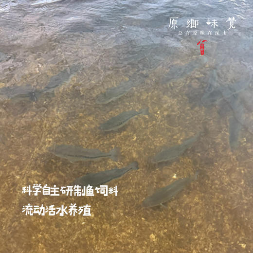 生态鲟龙鱼（基地直发-顺丰空运）|多种规格，来自广州韶关，生产者：广东瓢虫【合作生产，公平贸易】 商品图1