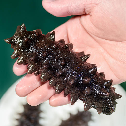 【一价到底】【辽刺参王】大连原产地  百里挑一辽参王  吃一根顶三根 商品图3