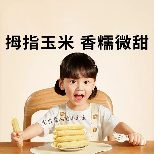 【拇指玉米】皮薄肉嫩软糯香甜  西双版纳特产品种  1斤普通装 2/4斤礼盒装 商品图0