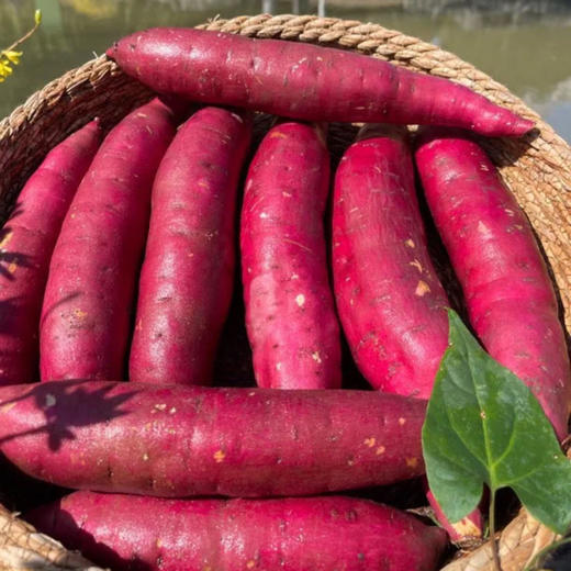 [最农公社]精品主推|扬州美人薯香甜软糯3斤5斤中小/中大果（烤蒸俱佳） 商品图4