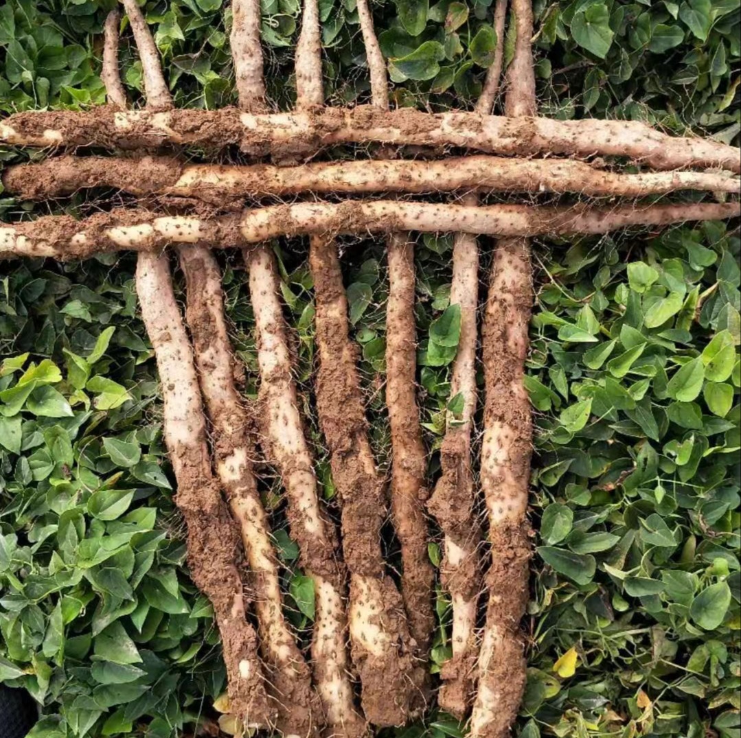 【焦作垆土地铁棍山药】精挑细选 表皮有明显铁锈红斑，并有突出的毛孔，截面细腻，不易捏碎，山药密度大。