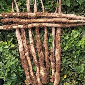 【焦作垆土地铁棍山药】精挑细选 表皮有明显铁锈红斑，并有突出的毛孔，截面细腻，不易捏碎，山药密度大。