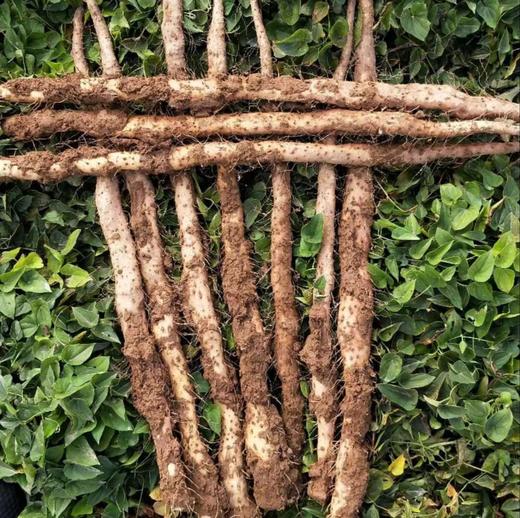 【焦作垆土地铁棍山药】精挑细选 表皮有明显铁锈红斑，并有突出的毛孔，截面细腻，不易捏碎，山药密度大。 商品图0