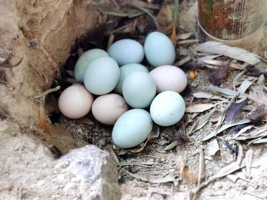 两件8折 | 桐庐莪山金奖鸡蛋 黑鸡蛋/绿壳蛋/茶香蛋 商品图5