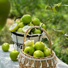 生态种植【云南高原蜜罐苹果】苹果、梨、枣混合口感 商品缩略图2