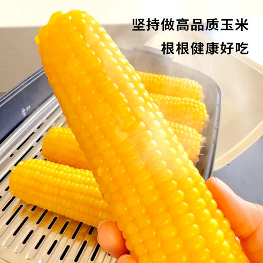 【黄糯玉米】皮薄软糯会拉丝 来自东北黑土地的香甜 商品图3
