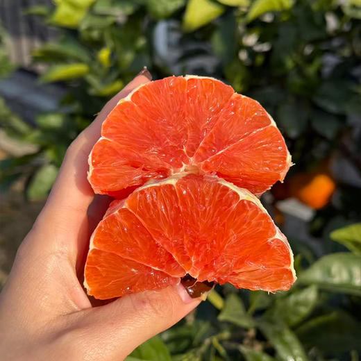 【下单5斤装加赠2斤】新鲜水果 果肉红润 中华红血橙/九月红脐橙 大果70mm-75mm  5斤装/9斤礼盒装  商品图5
