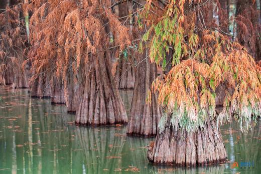 1月20日【肇庆】漫步星湖公园 邂逅鹭鸟天堂1天 商品图3
