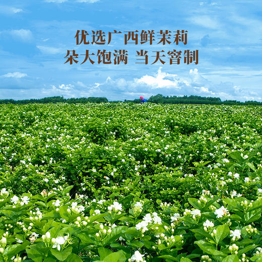 八马茶业 | 寻香自在·茉莉花茶88g 商品图2