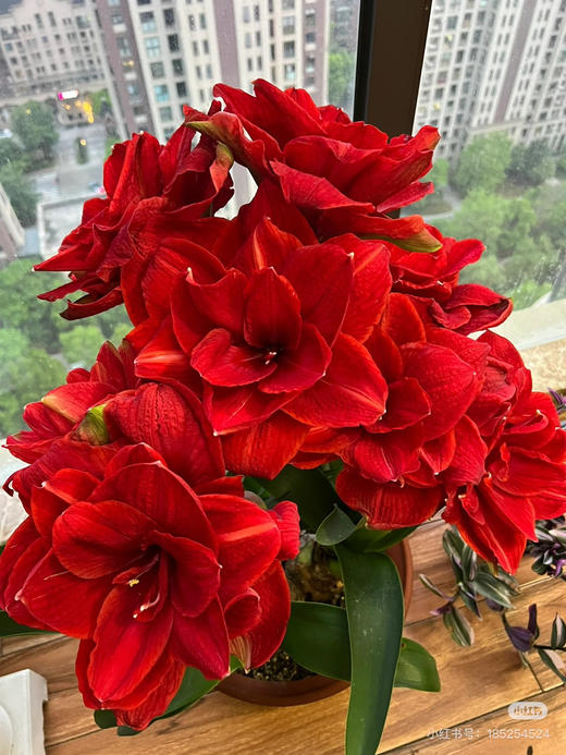 【绿植现货】重瓣朱顶红双王、双龙60（现货，下单即可到店自提） 商品图1