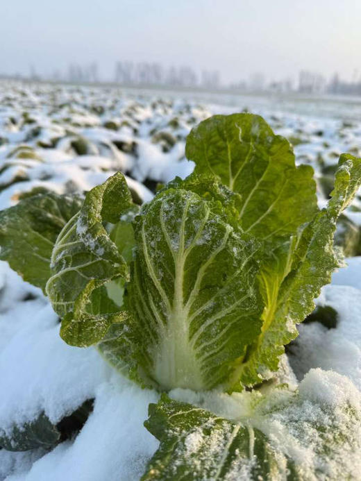 霜打趴地有机菜，每年这个季节才有，个头矮小，口感清甜鲜！产量不高，市面上很难买到！ 商品图2
