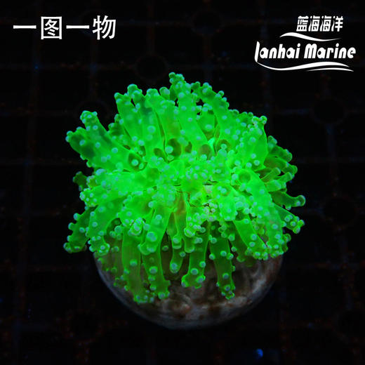 人工分支双色提子 商品图2