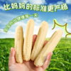 【拇指玉米】皮薄肉嫩软糯香甜  西双版纳特产品种  1斤普通装 2/4斤礼盒装 商品缩略图2
