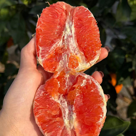 【下单5斤装加赠2斤】新鲜水果 果肉红润 中华红血橙/九月红脐橙 大果70mm-75mm  5斤装/9斤礼盒装  商品图6