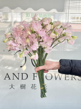 国产花材-【豌豆花】樱花浅粉