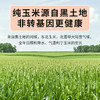 【阳光玉米面条】非转基因 低脂低钠 营养全面 买10袋赠10袋 商品缩略图6