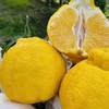 柠檬柑（一箱10斤装） 商品缩略图1