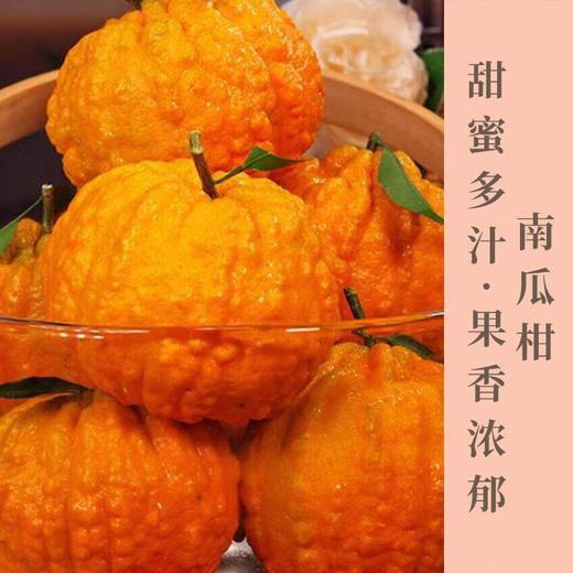 南瓜柑酸甜无渣形如南瓜口感层次丰富汁水丰盈 果型漂亮肉质鲜嫩可口一吃就上瘾 商品图0