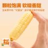 【拇指玉米】皮薄肉嫩软糯香甜  西双版纳特产品种  1斤普通装 2/4斤礼盒装 商品缩略图3