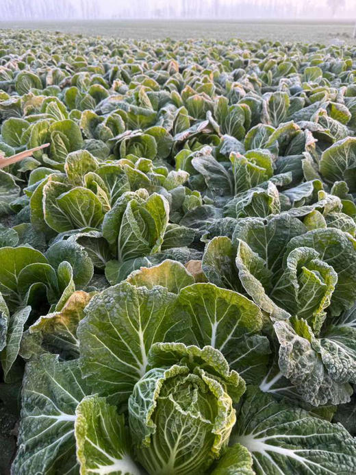 霜打趴地有机菜，每年这个季节才有，个头矮小，口感清甜鲜！产量不高，市面上很难买到！ 商品图11