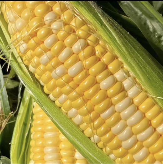 【果粒香甜】金银双色水果玉米 净重3/5斤 单果300g+ 颗粒饱满鲜嫩多汁 商品图4