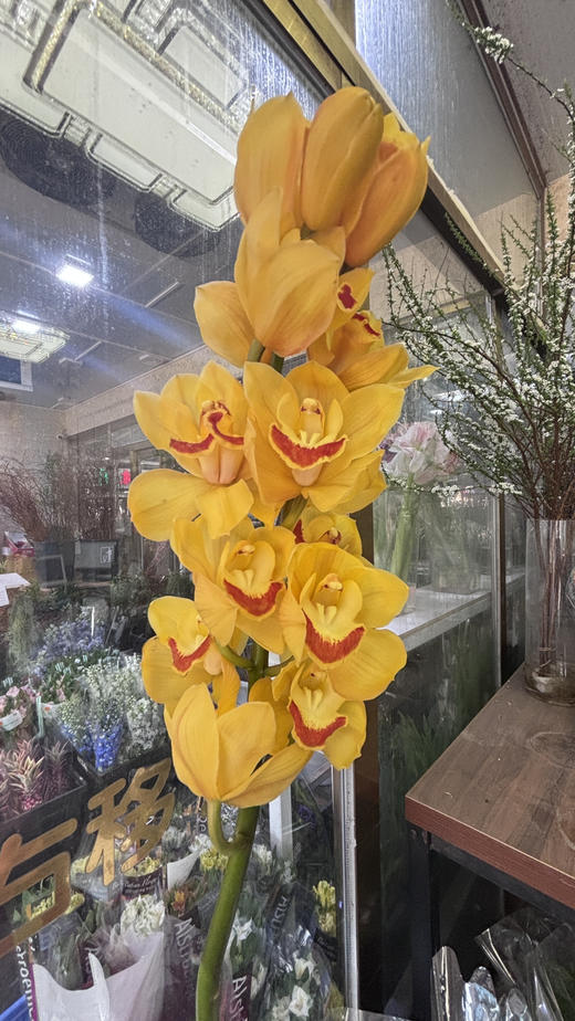 【国产蕙兰】岁月（黄色）单枝 商品图5