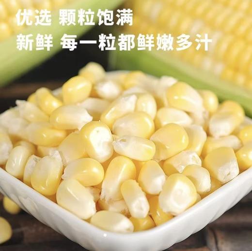 【果粒香甜】金银双色水果玉米 净重3/5斤 单果300g+ 颗粒饱满鲜嫩多汁 商品图1