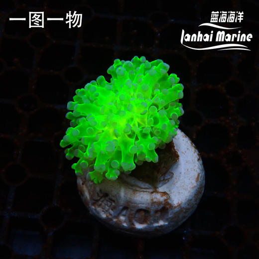 人工分支双色提子 商品图1