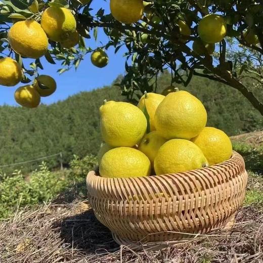 柠檬柑（一箱10斤装） 商品图2