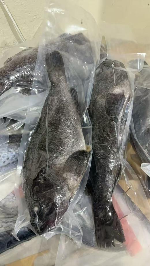 大连野生海捕船冻黑鱼，新鲜度特好。做水煮鱼，炖，红烧，煲汤，可鲜了，营养价值特别丰富。3-4斤/条。东三省包邮。 商品图7