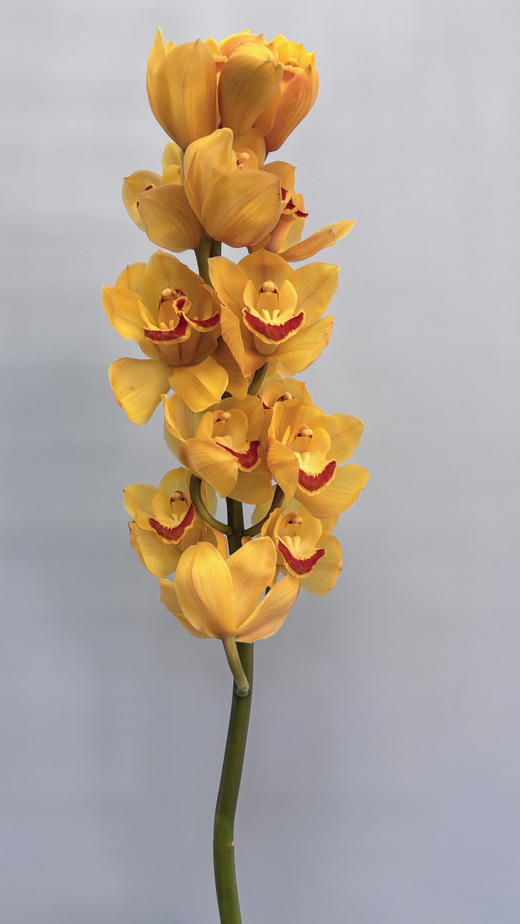 【国产蕙兰】岁月（黄色）单枝 商品图7