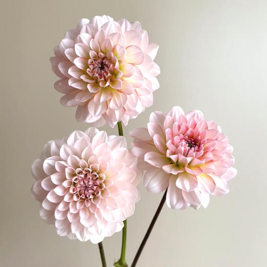 大丽花.安吉丽娜 商品图0